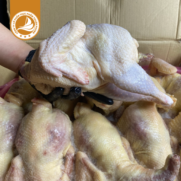 Gà dai Singreen 10 con - Thùng ~15Kg 1 Gà dai Singreen 10 con – nguyên con làm sạch, đóng thùng ~15Kg