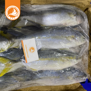 Trang Chủ 141 Cá cam size 700/1000g – Thùng 20Kg | Tươi ngon, giàu dinh dưỡng, thích hợp cho món nướng và sashimi