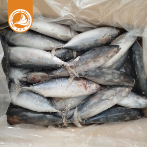 Cá ngừ size 300/500g – Thùng 20Kg | Thịt săn chắc, giàu đạm, thích hợp cho món nướng