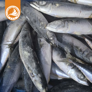 Cá Sapa 300/500g (nục bông) – Thùng 10Kg | Tươi ngon, dễ chế biến, thích hợp cho món kho và nướng