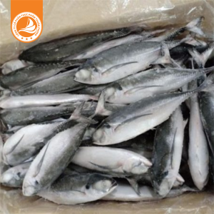 Cá sòng size 3/4 con – Thùng 10Kg | Thịt chắc, vị ngọt, thích hợp cho món nướng và kho