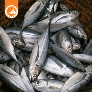 Cá sòng size 3/4 con – Thùng 10Kg | Thịt chắc, vị ngọt, thích hợp cho món nướng và kho