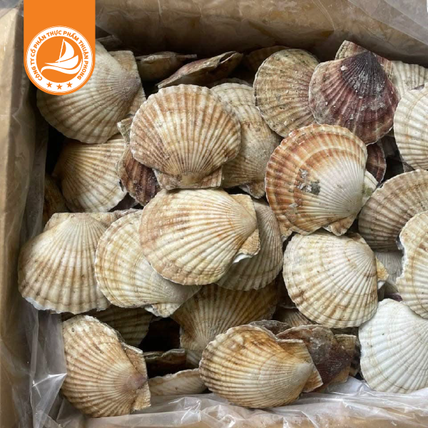 Sò điệp Nhật - Thùng 10kg 3 Sò điệp Nhật – Thùng 10kg | Tươi ngon, giàu dinh dưỡng cho mọi bữa ăn