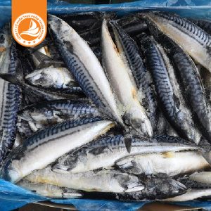 Cá Saba size 700-800g – Thùng 15kg | Thịt cá béo, ngọt, giàu dinh dưỡng