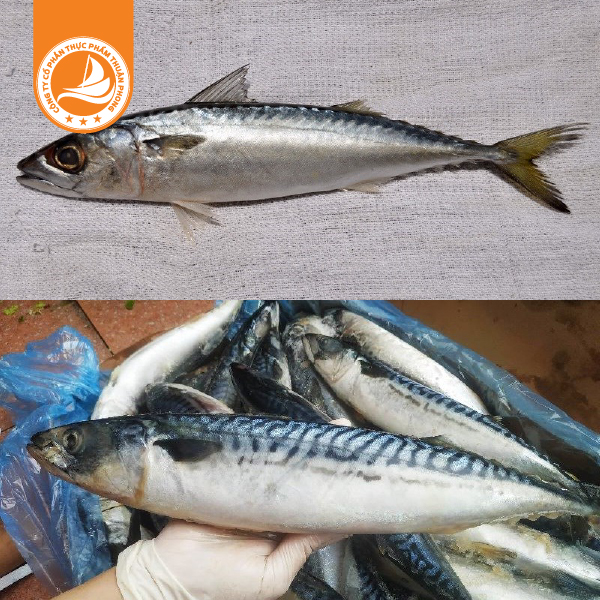 Cá Saba size 700-800g – Thùng 15kg 2 Cá Saba size 700-800g – Thùng 15kg | Thịt cá béo, ngọt, giàu dinh dưỡng