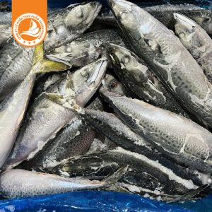 Cá Saba size 700-800g – Thùng 15kg 5 Cá Saba size 700-800g – Thùng 15kg | Thịt cá béo, ngọt, giàu dinh dưỡng