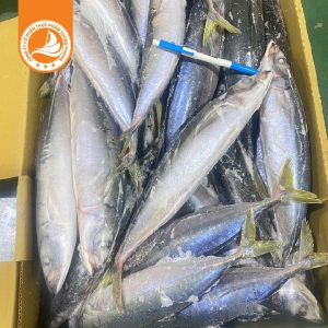 Cá nục gốc đuôi xanh size 400/500g – Thùng 15kg 3 Cá nục gốc đuôi xanh size 400/500g là dòng cá biển tươi ngon, thịt chắc, ít xương dăm, vị ngọt tự nhiên. Cá được cấp đông ngay sau khi đánh bắt, giữ trọn chất lượng và giá trị dinh dưỡng.