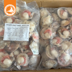 Sò điệp Nhật nửa mảnh size 20/30 – Thùng 10kg | Thịt ngọt, dai mềm, chuẩn vị hải sản cao cấp